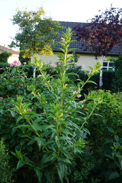 월에는 꽃으로 피어나고 Verbascum 속으로 학명은 Mullein Figwort Family Scumphulariaceae — 스톡 사진