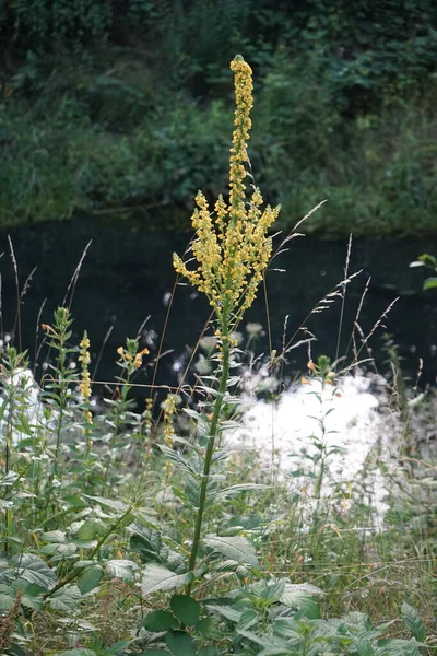 7月に黄色い花を咲かせます Verbascumは園芸品種の一つで 一般名はムレイン Mullein ヨモギ科のアブラナ科です ドイツ ベルリン — ストック写真