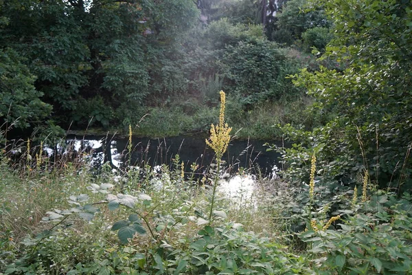 Der Prächtige Verbascum Blüht Juli Mit Gelben Blüten Verbascum Ist — Stockfoto