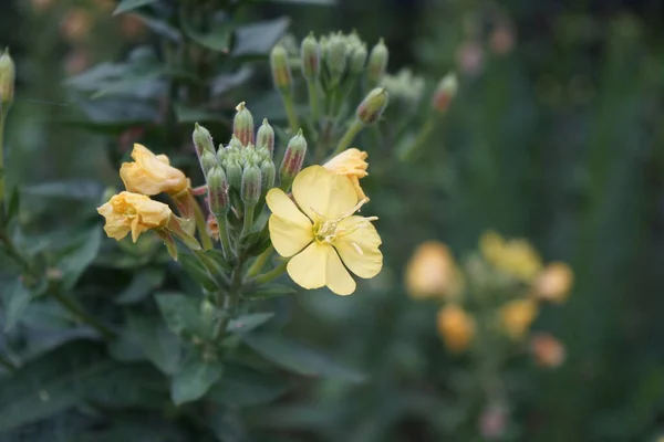 월에는 꽃으로 피어나고 Verbascum 속으로 학명은 Mullein Figwort Family Scumphulariaceae — 스톡 사진