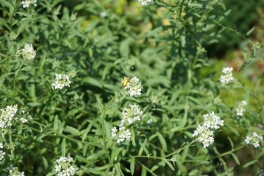 Sarı böcek Temmuz ayında Berteroa incana 'nın beyaz çiçeklerinin üzerinde oturur. Berteroa incana, Brassicaceae familyasından bir bitki türü. Yaygın isimleri şunlardır: Ağarmış alyssum, sahte ağarmış mantar otu, ağarmış berteroa. Berlin, Almanya
