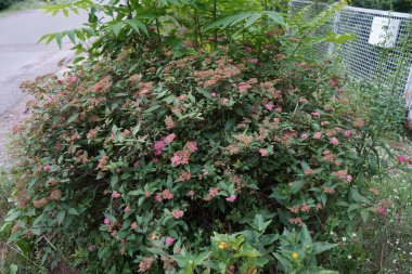 Spiraea bumalda temmuzda pembe açar. Spiraea bazen yaygın isimlerle 