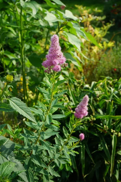 Spiraea Billardii Triumphans Rosa Julio Spiraea Género Arbustos Perteneciente Familia —  Fotos de Stock