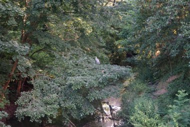 Balıkçıl yazın Wuhle Nehri civarında yaşar. Ardea cinerea balıkçılgiller (Ardeidae) familyasından yırtıcı bir kuş türü. Berlin, Almanya