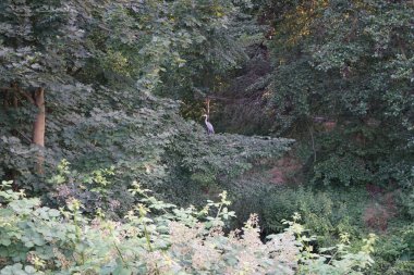 Balıkçıl yazın Wuhle Nehri civarında yaşar. Ardea cinerea balıkçılgiller (Ardeidae) familyasından yırtıcı bir kuş türü. Berlin, Almanya