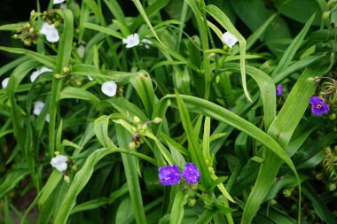 Commelina genellikle çiçeklerinin kısa yaşamlarından dolayı gündüz çiçekleri olarak adlandırılır. Dul gözyaşları olarak daha az bilinirler. Ailesinin cinsi, Commelinaceae. Berlin, Almanya 