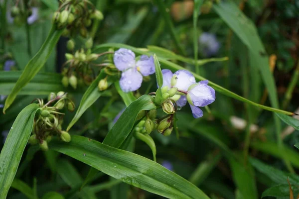 Commelina Comumente Chamado Dayflowers Devido Curta Vida Suas Flores Eles — Fotografia de Stock