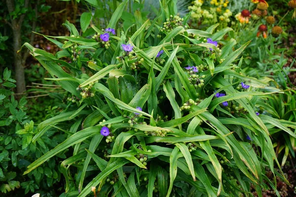 Commelina Est Communément Appelé Fleurs Jour Raison Courte Durée Vie — Photo