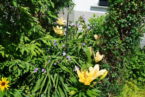 셀리나는 수명때문에 꽃이라고 불린다 과부의 눈물로 알려져 Commelinaceae 속한다 베를린 — 스톡 사진