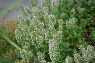 Yeşil Lucilia sineği temmuzda kekik çiçeklerine oturur. Thymus (kekik), Lamiaceae familyasından 40 cm uzunluğunda aromatik bir bitkidir. Berlin, Almanya