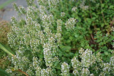 Yeşil Lucilia sineği temmuzda kekik çiçeklerine oturur. Thymus (kekik), Lamiaceae familyasından 40 cm uzunluğunda aromatik bir bitkidir. Berlin, Almanya