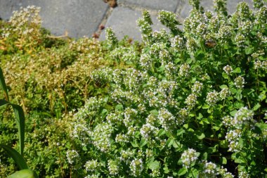 Temmuzda kekik çiçeklerinin üzerinde bir arı uçar. Thymus (kekik), Lamiaceae familyasından 40 cm uzunluğunda aromatik bir bitkidir. Berlin, Almanya 