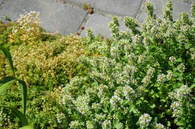 Temmuzda kekik çiçeklerinin üzerinde bir arı uçar. Thymus (kekik), Lamiaceae familyasından 40 cm uzunluğunda aromatik bir bitkidir. Berlin, Almanya 