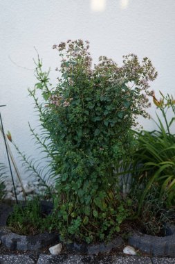 Temmuzda çiçek açan timus. Thymus, Lamiaceae familyasından 40 cm uzunluğunda aromatik bir bitkidir. Berlin, Almanya  