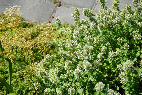 Včela Přeletí Tymiánové Květy Červenci Tymián Tymián Aromatická Celoroční Bylinná — Stock fotografie