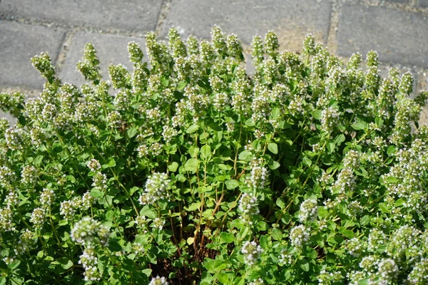 Včela Přeletí Tymiánové Květy Červenci Tymián Tymián Aromatická Celoroční Bylinná — Stock fotografie