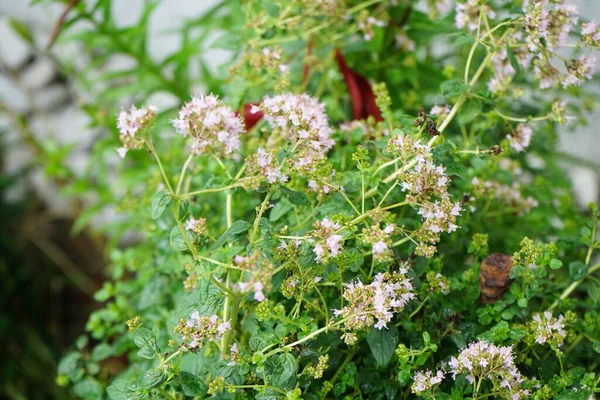 7月には胸腺が開花します 胸腺は芳香のある多年生のハーブや低木で ラミア科では最大40 Cmの高さです ドイツ ベルリン — ストック写真