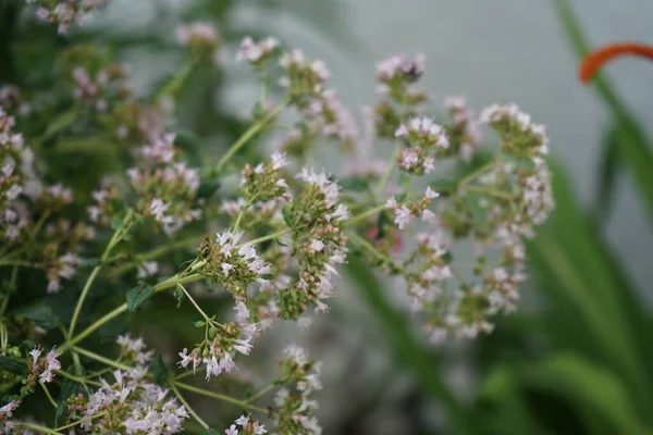 7月には胸腺が開花します 胸腺は芳香のある多年生のハーブや低木で ラミア科では最大40 Cmの高さです ドイツ ベルリン — ストック写真