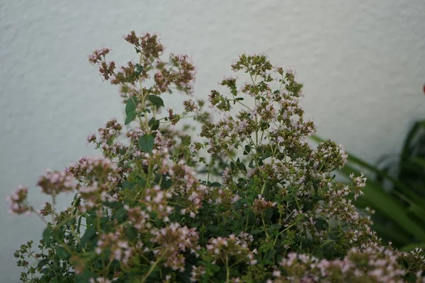 Kwitnąca Grasica Lipcu Thymus Jest Aromatycznym Wieloletnim Ziołem Lub Krzewem — Zdjęcie stockowe