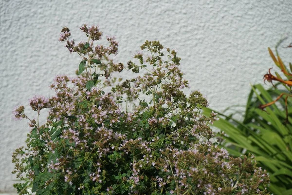 Kwitnąca Grasica Lipcu Thymus Jest Aromatycznym Wieloletnim Ziołem Lub Krzewem — Zdjęcie stockowe