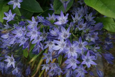Triteleia laxa 