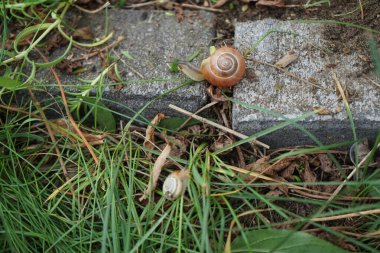 Temmuzda bahçedeki dekoratif taşlar üzerinde sürünen bir salyangoz. Salyangoz, kabuklu bir gastropoddur. Berlin, Almanya 