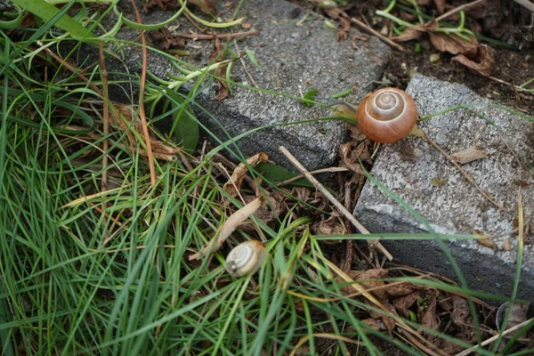 Juli Kruipt Een Slak Decoratieve Stenen Tuin Een Slak Losse — Stockfoto