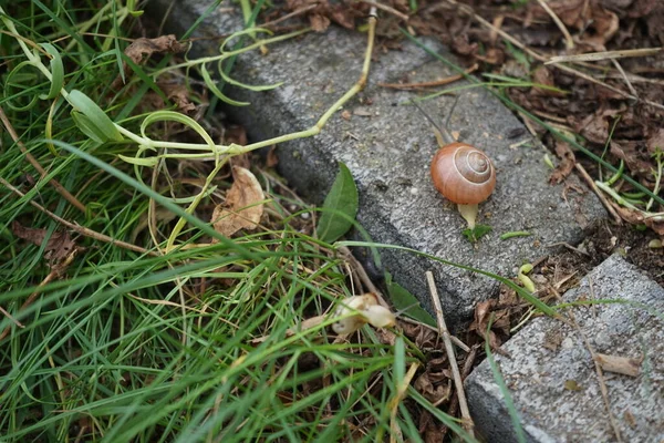 Juli Kruipt Een Slak Decoratieve Stenen Tuin Een Slak Losse — Stockfoto