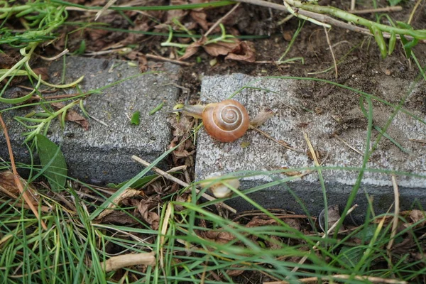 Juli Kruipt Een Slak Decoratieve Stenen Tuin Een Slak Losse — Stockfoto