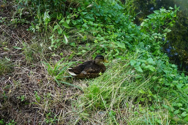 Female Mallard Sits Banks Wuhle River July Mallard Wild Duck — Stock Photo, Image
