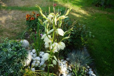 Temmuz 'da Yucca beyaz çiçeklerle çiçek açıyor. Yucca, kuşkonmazgiller (Agavoideae) familyasından bir çalılık cinsidir. Berlin, Almanya 