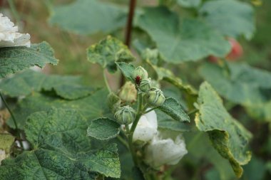 Beyaz çift Alcea rosea 'lı Pyrrhocoris apterus larvası. Kundakçı Pyrrhocoris apterus, Pyrrhocoridae familyasından yaygın bir böcektir. Berlin, Almanya 