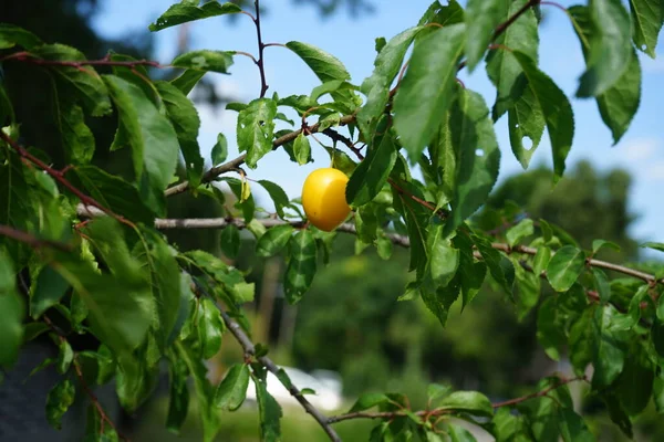 Reife Früchte Der Gelben Sorte Prunus Cerasifera Prunus Cerasifera Ist — Stockfoto