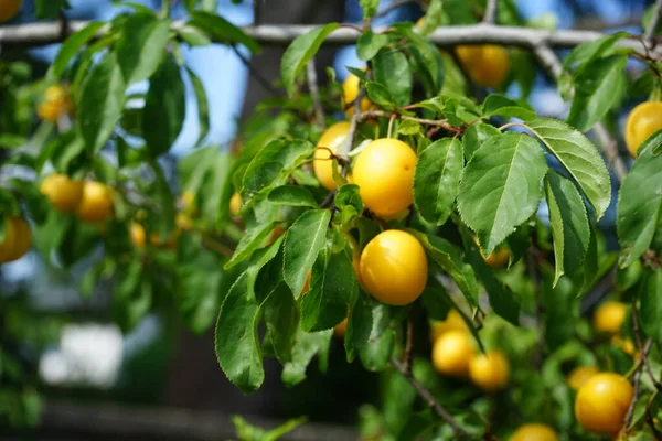 Спелые Плоды Сорта Желтого Сливового Чернослива Prunus Cerasifera Вид Сливы — стоковое фото