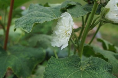 Bahçede beyaz duble Alcea rosea çiçek açar. Alcea rosea, Malvaceae familyasından bir çiçek bitkisidir. Berlin, Almanya 