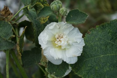 Bahçede beyaz duble Alcea rosea çiçek açar. Alcea rosea, Malvaceae familyasından bir çiçek bitkisidir. Berlin, Almanya  