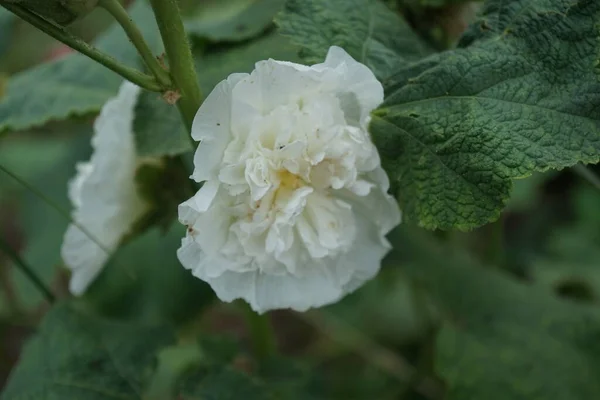 Alb Dublu Alcea Rosea Înflorește Grădină Alcea Rosea Hollyhock Comun — Fotografie, imagine de stoc