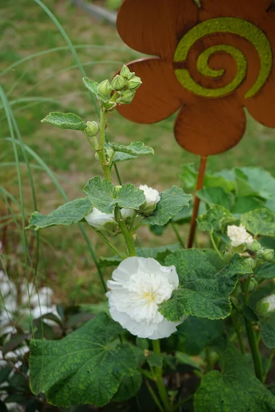 花园里盛开着白色的双层阿尔塞阿玫瑰花 菊科菊科菊科菊科菊科菊科菊科菊科菊科菊科菊科菊科菊科菊科观赏植物 德国柏林 — 图库照片