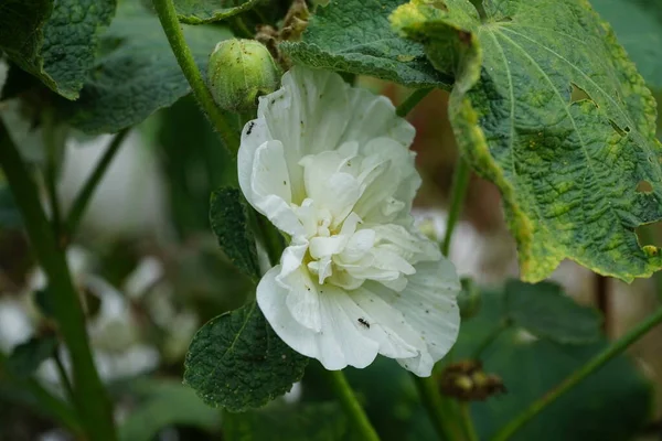 White Double Alcea Rosea Blooms Garden Alcea Rosea Common Hollyhock — Stock Photo, Image