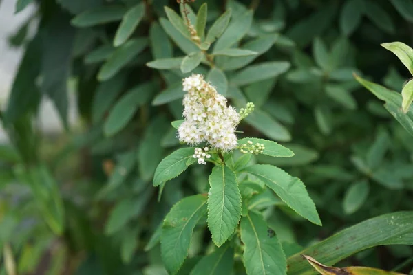 스피라에 Spiraea Cinerea 장미과에 속하는 꽃피는 식물의 일종이다 원산지 Hypericifolia — 스톡 사진