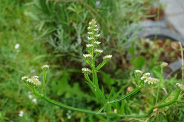 Satırlar, tırpancılar, yakalama yosunu ve yapışkan pipisi de dahil olmak üzere yaygın isimleriyle Galyum aparini, Rubiaceae familyasının yıllık bitkisel bitkisidir. Berlin, Almanya 