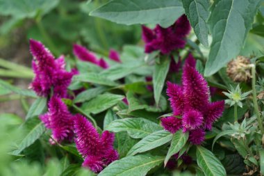 Celosia spicata ağustosta çiçek açar. Celosia, Amaranthaceae familyasından bir bitki cinsidir. Berlin, Almanya 