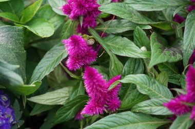 Celosia spicata ağustosta çiçek açar. Celosia, Amaranthaceae familyasından bir bitki cinsidir. Berlin, Almanya 