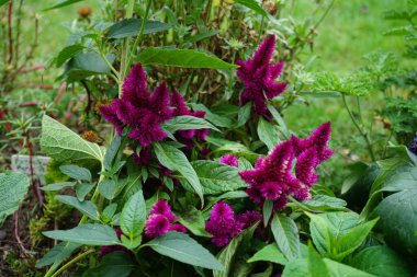 Celosia spicata ağustosta çiçek açar. Celosia, Amaranthaceae familyasından bir bitki cinsidir. Berlin, Almanya 