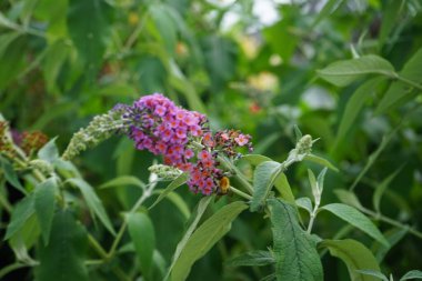 Arı, Buddleja Daviddii 