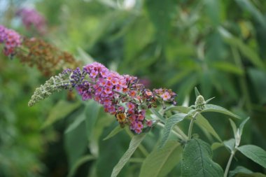 Arı, Buddleja Daviddii 