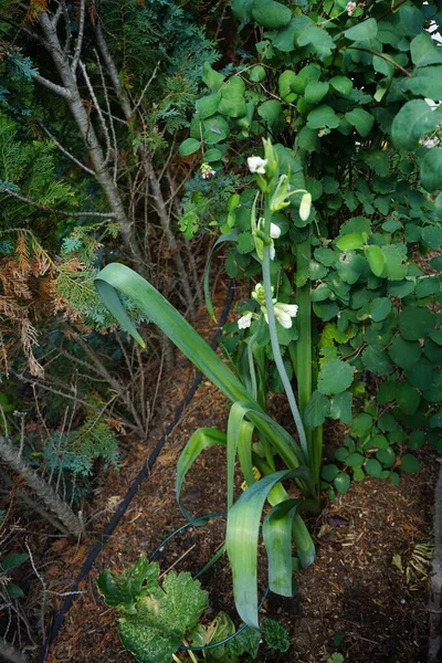 Ornithogalum Viridiflorum Syn Galtonia Viridiflora ガルトニア ヴィリディ植物 南アフリカとレソトの球根開花植物の一種で 庭の観賞用植物として栽培されています ドイツ — ストック写真
