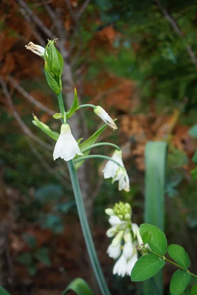 Ornithogalum Viridiflorum Syn Galtonia Viridiflora Uma Espécie Planta Com Flor — Fotografia de Stock