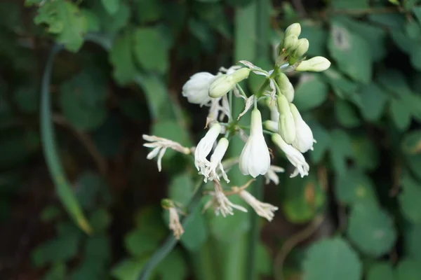 Ornithogalum Viridiflorum Syn Galtonia Viridiflora Die Grün Blühende Galtonia Ist — Stockfoto