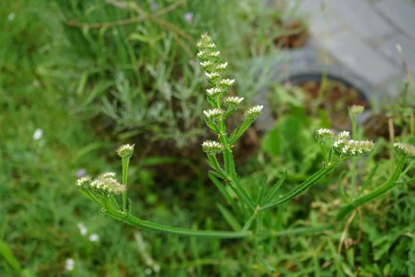 ハマグリ科の草本植物で クリーバー クリーバー キャッチウィードなどの一般的な名前を持つガリウムアパートラインは 毎年草本植物です ドイツ ベルリン — ストック写真